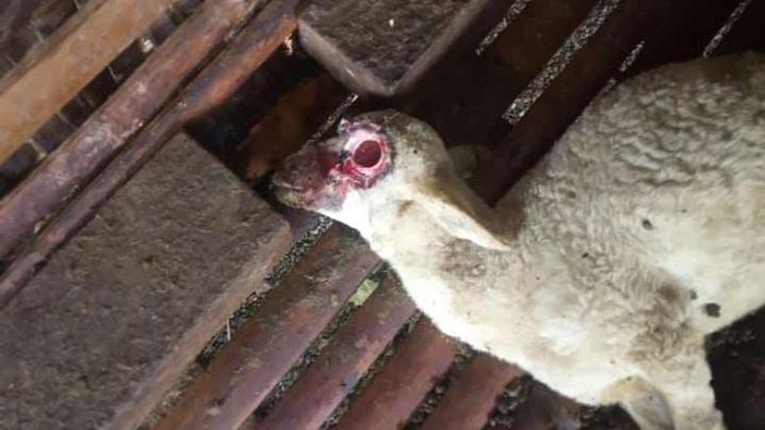 Misteri Kematian 2 Kambing Di Banyuwangi,mata Tercongkel Dan Kaki Buntung