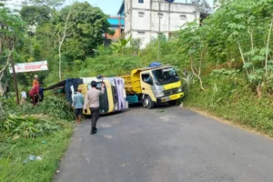 Sempat Oleng Saat Nanjak Di Tikungan, Truk Muatan Pohon Jagung Terguling