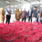 Satgas Pangan Polri Mengungkap Penyebab Gagal Panen Bawang Merah Di