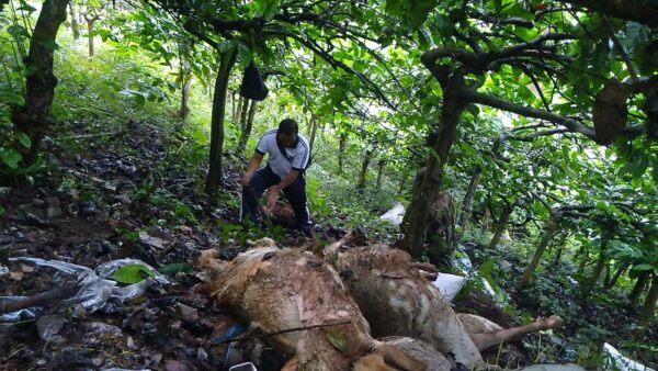 Polresta Banyuwangi Selidiki Pembuangan 9 Ekor Kambing Jenis Etawa Yang