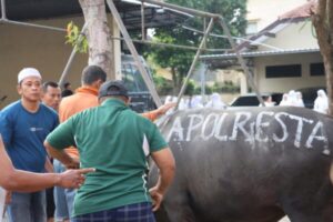 Usai Salat Idul Adha, Polresta Banyuwangi Lakukan Penyembelihan dan Penyaluran Daging Kurban