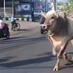 Beredar Video Seekor Sapi Berlarian Di Jalan Raya Semarang Hendak