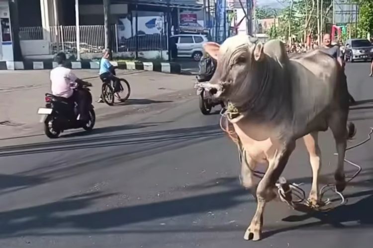 Seekor Sapi Malah Berlarian di Jalan Raya Semarang Hendak Dikurbankan