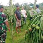 Disatroni Maling, Lampu Buah Siap Panen Kebun Buah Naga Banyuwangi Raib