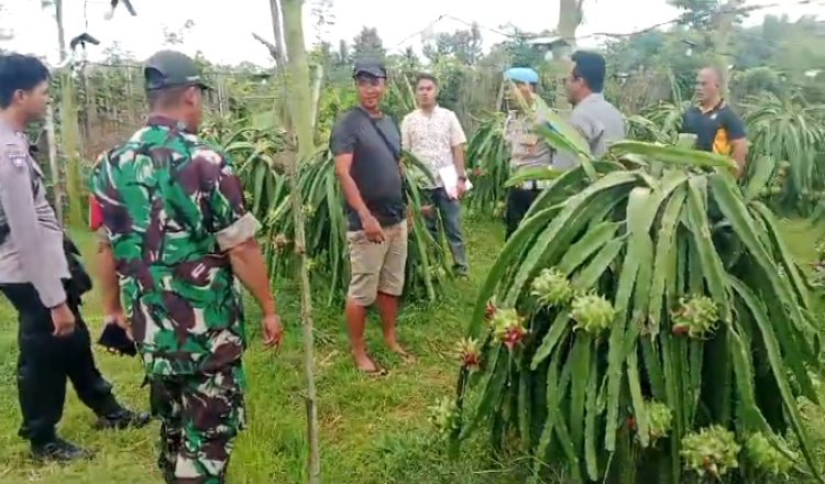 Disatroni Maling, Lampu Buah Siap Panen Kebun Buah Naga Banyuwangi Raib