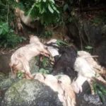 Geger Penemuan Belasan Bangkai Kambing Di Tebing Jalur Gumitir Banyuwangi