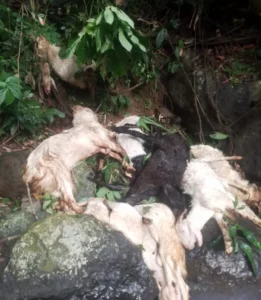 Geger Penemuan Belasan Bangkai Kambing di Tebing Jalur Gumitir Banyuwangi