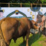 Hari Raya Iduladha, Jajaran Polda Jateng Berkurban 176 Sapi &