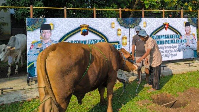 Hari Raya Iduladha, Jajaran Polda Jateng Berkurban 176 Sapi &