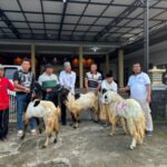 Jelang Idul Adha, Warga Pakel Terima Hewan Kurban Kambing Dari