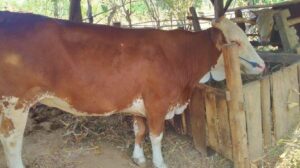 Aksi Pencurian Ternak Digagalkan Warga Banyuwangi, Sapi Korban Ditinggalkan di Sawah