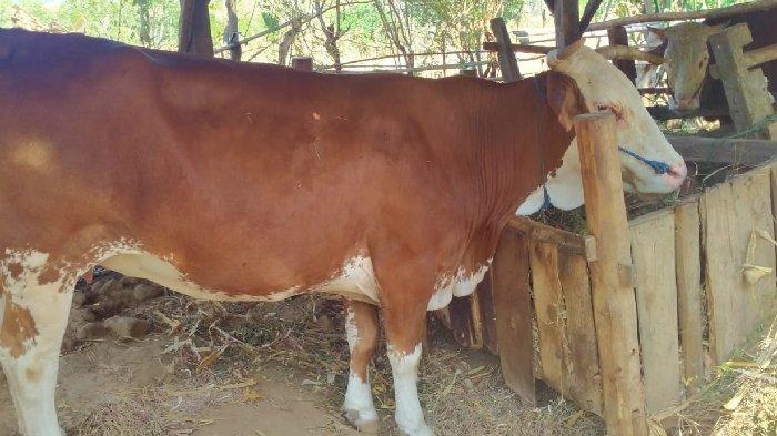 Lolos Dari Kepungan Warga, Maling Sapi Di Banyuwangi Kabur Tinggalkan