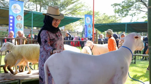 Pemkab Banyuwangi Pastikan Stok Hewan Kurban Aman Jelang Idul Adha