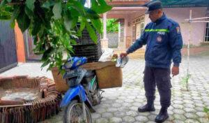 Maling Buah Naga yang Resahkan Warga Tegaldlimo Banyuwangi Akhirnya Tertangkap