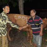 Penyerahan Hewan Qurban Ke Ponpes Al Anwar Iv Desa Kalipang