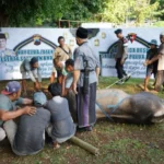 Polda Jawa Tengah Bagikan 2.030 Paket Daging Kurban Ke Warga