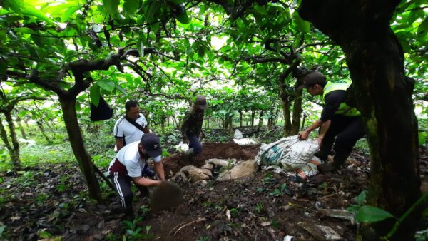 Polisi Selidiki Pembuangan 9 Ekor Kambing Jenis Etawa Yang Mati