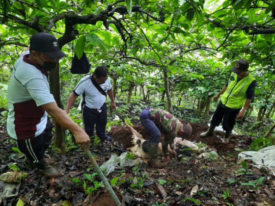 Polisi Selidiki Pembuangan Sembilan Ekor Kambing Jenis Etawa Yang Mati Di Kalibaru