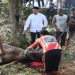 Polres Lamandau Laksanakan Penyembelihan Kurban 8 Sapi Dan 1 Kambing