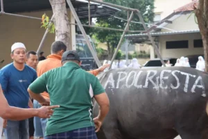 Polresta Banyuwangi Berkurban 6 Ekor Sapi dan 1 Kambing pada Hari Raya Idul Adha 1445 H