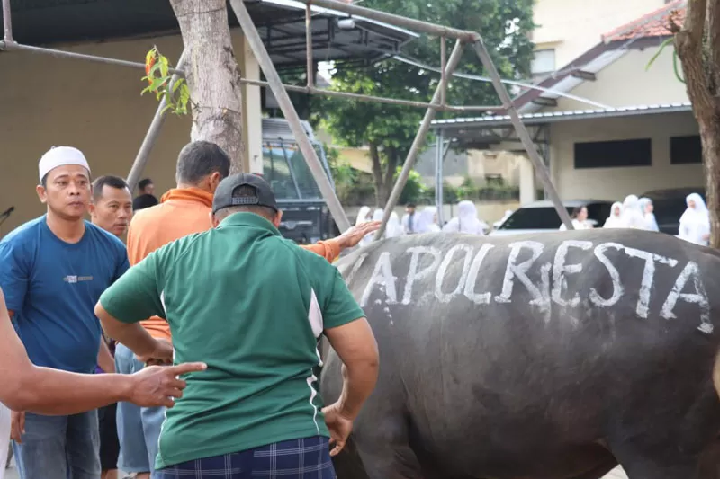 Polresta Banyuwangi Berkurban 6 Ekor Sapi Dan 1 Kambing Pada