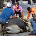 Polresta Banyuwangi Sholat Idul Adha Dilanjutkan Penyembelihan Dan Penyaluran Daging