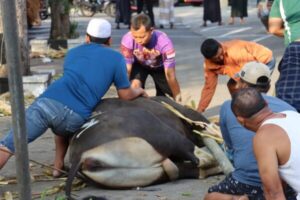 Usai Salat Idul Adha, Polresta Banyuwangi Melakukan Penyembelihan dan Penyaluran Daging Kurban