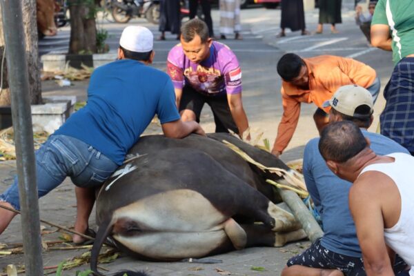 Polresta Banyuwangi Sholat Idul Adha Dilanjutkan Penyembelihan Dan Penyaluran Daging