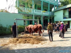 Sapi Simental, Kurban Terakhir Presiden Jokowi di Ponpes Singo Ludiro Sukoharjo