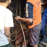 Sapi Kurban Di Banjarnegara Ngamuk Hingga Tercebur Sumur Sedalam Sembilan