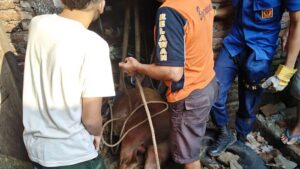 Sapi Kurban di Banjarnegara Ngamuk Hingga Tercebur Sumur Sedalam Sembilan Meter