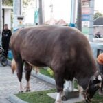 Sapi Limosin Bunting Dengan Harga Rp 8 Juta Di Sragen