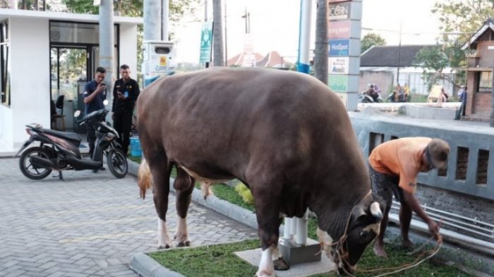 Sapi Limosin Bunting Dengan Harga Rp 8 Juta Di Sragen