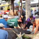 Sholat Idul Adha Dilanjutkan Penyembelihan Dan Penyaluran Daging Kurban Di