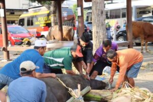 Setelah Salat Idul Adha, Polresta Banyuwangi Melakukan Penyembelihan dan Penyaluran Daging Kurban