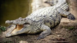 Kemunculan Buaya di Kali Loji Gegerkan Warga Pekalongan