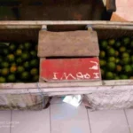 Pemuda Di Banyuwangi Kepergok Curi Buah Jeruk