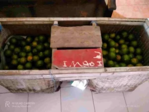 Pemuda di Banyuwangi Kepergok Curi Buah Jeruk