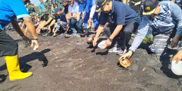 Penanaman Pohon Mangrove Serta Pelepasan 500 Ekor Tukik Dihadiri Kasat