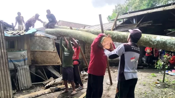 Pohon Bayur Tumbang Timpa Rumah Di Banyuwangi Akibat Cuaca Ekstrem,