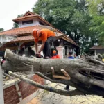 Pohon Beringin Di Kompleks Makam Jabal Kaliwungu Kendal Tumbang, Seorang