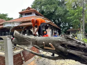 Pengendara Motor Terluka Tetimpa Pohon Beringin di Kompleks Makam Jabal Kaliwungu Kendal