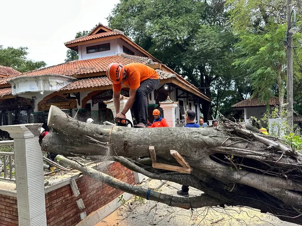 Pohon Beringin Di Kompleks Makam Jabal Kaliwungu Kendal Tumbang, Seorang