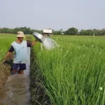 Presiden Jokowi Akan Panen Perdana Di Food Estate Humbahas Yang