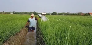 Jokowi Siap Panen Perdana di Food Estate Humbahas yang Telah Masuki Musim Panen