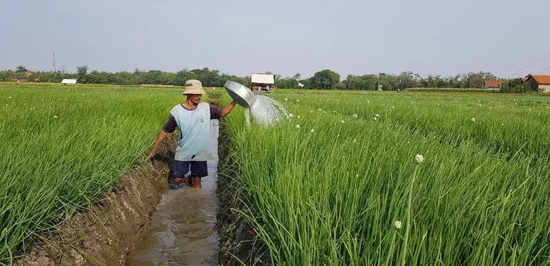 Presiden Jokowi Akan Panen Perdana Di Food Estate Humbahas Yang