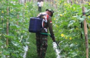 Prajurit Kodim 1017/Lamandau Ubah Lahan Kosong Menjadi Sumber Ketahanan Pangan