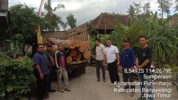 86 Batang Kayu Jati Ilegal Ditemukan Di Banyuwangi, Perhutani Dan