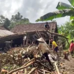 Cuaca Buruk, Pohon Kenitu 15 Meter Roboh Timpa Rumah Warga