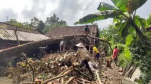 Cuaca Buruk, Pohon Kenitu 15 Meter Roboh Timpa Rumah Warga di Desa Tegalarum Banyuwangi